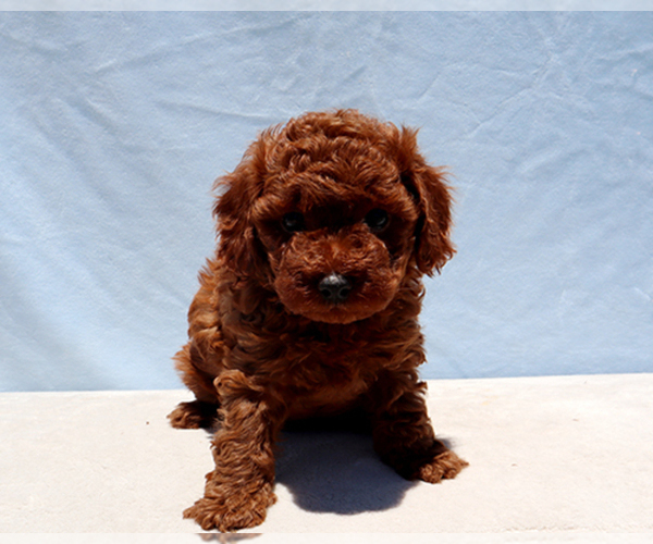 Medium Photo #1 Poodle (Toy) Puppy For Sale in LOS ANGELES, CA, USA