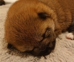 Small Photo #3 Shiba Inu Puppy For Sale in DALY CITY, CA, USA