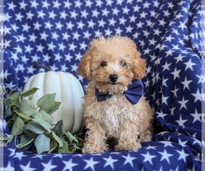 Poodle (Toy) Puppy for sale in LINCOLN UNIVERSITY, PA, USA