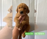 Small Photo #6 Golden Retriever Puppy For Sale in ALEXANDRIA, LA, USA
