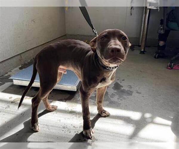 Medium Photo #1 Mutt Puppy For Sale in Camarillo, CA, USA