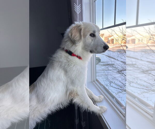 Medium Photo #3 Great Pyrenees Puppy For Sale in Minneapolis, MN, USA