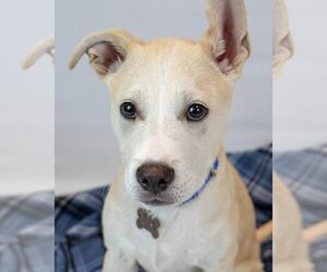 Retriever -Unknown Mix Dogs for adoption in Kennesaw, GA, USA