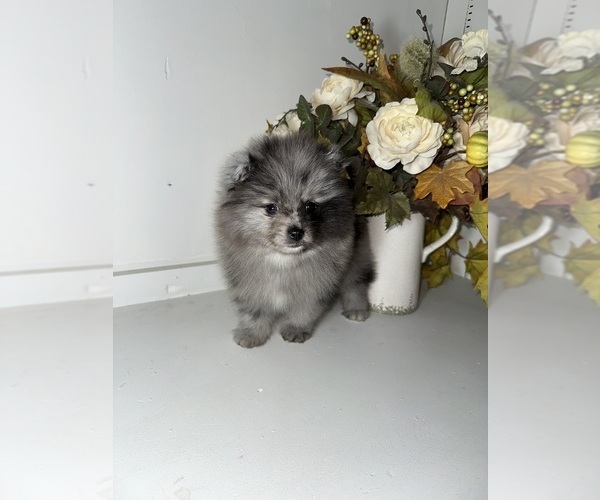 Medium Photo #3 Pomeranian Puppy For Sale in BAKERSFIELD, CA, USA