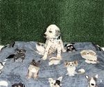 Puppy Ada Dalmatian