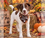 Small Photo #4 Labrador Retriever Puppy For Sale in Yardley, PA, USA