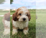 Small #1 Cavapoo