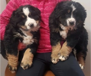 Australian Mountain Dog Puppy for sale in GERMANTOWN, OH, USA