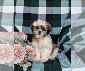 Shih Tzu Puppy for sale in OXFORD, PA, USA