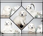 Small #16 English Cream Golden Retriever-Labrador Retriever Mix