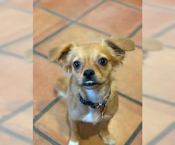 Medium Photo #6 Chihuahua-Unknown Mix Puppy For Sale in San Diego, CA, USA