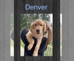 Puppy Denver Golden Retriever