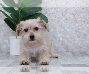 Yo-Chon Puppy for sale in MARIETTA, GA, USA