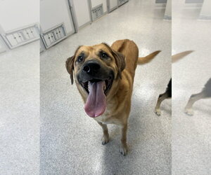 Pyrenees Ridgeback Dogs for adoption in Lancaster, PA, USA