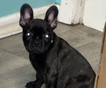 Small Photo #19 Faux Frenchbo Bulldog Puppy For Sale in ROUND LAKE, IL, USA