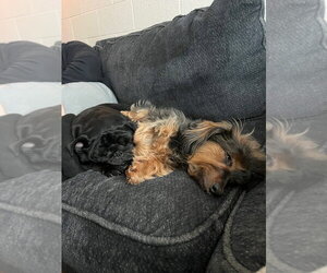 Dachshund Dogs for adoption in York, SC, USA