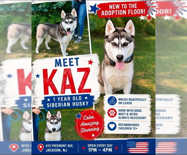 Medium Photo #3 Siberian Husky Puppy For Sale in Manahawkin, NJ, USA