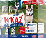 Small #2 Siberian Husky