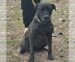 Pyper  Lower Fee! - Female Mutt Dog for Adoption - Small photo