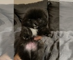 Small #1 Pomeranian