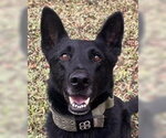 Small #1 German Shepherd Dog