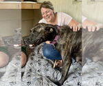 Small #1 American Pit Bull Terrier Mix
