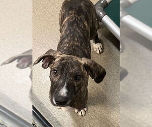 Mutt Dogs for adoption in Sterling, MA, USA