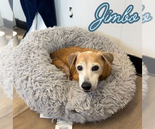 Medium Photo #6 Dachshund-Unknown Mix Puppy For Sale in San Antonio, TX, USA