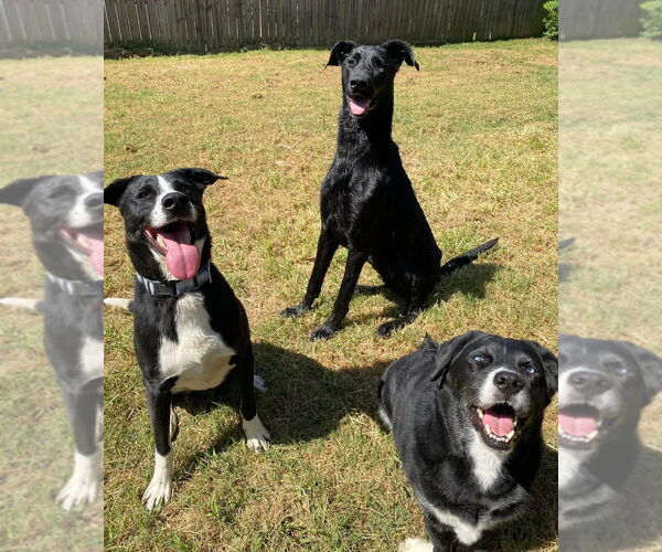 Medium Photo #16 Great Dane-Labrador Retriever Mix Puppy For Sale in Evansville, IN, USA
