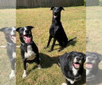 Small #15 Great Dane-Labrador Retriever Mix