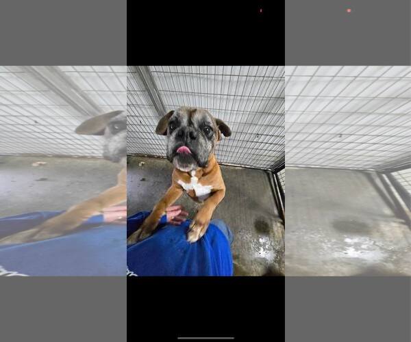 Medium Photo #4 Boxer Puppy For Sale in Woodbury, MN, USA
