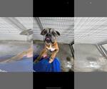 Small #3 Boxer