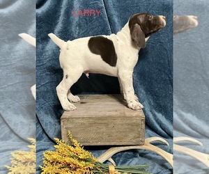 German Shorthaired Pointer Puppy for Sale in CHEYENNE WELLS, Colorado USA