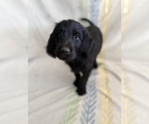 Labradoodle Puppy for sale in PRESCOTT VALLEY, AZ, USA