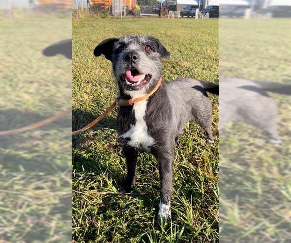 Medium Photo #1 Mutt Puppy For Sale in Rosenberg, TX, USA