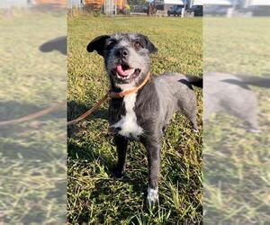 Mutt Dogs for adoption in Rosenberg, TX, USA