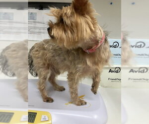 Mutt Dogs for adoption in San Clemente, CA, USA