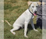 Small #1 Catahoula Leopard Dog Mix