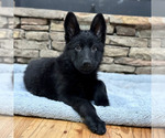 Small Photo #11 German Shepherd Dog Puppy For Sale in LENOIR, NC, USA