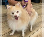 Small #4 Pomeranian