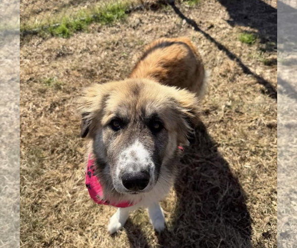 Medium Photo #6 Anatolian Shepherd-Unknown Mix Puppy For Sale in Houston, TX, USA