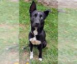 Small Huskies -Labrador Retriever Mix
