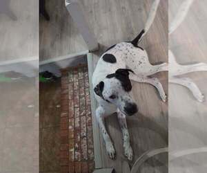 Sporty - Male Pointer-Unknown Mix Dog for Adoption - Photo #3