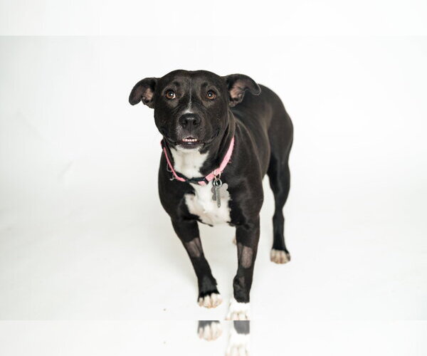 Medium Photo #3 American Staffordshire Terrier-Unknown Mix Puppy For Sale in Holly Springs, NC, USA