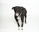 Small #2 American Staffordshire Terrier Mix