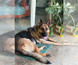 German Shepherd Dog Dogs for adoption in Plantation, FL, USA