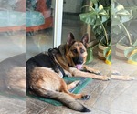 Small German Shepherd Dog