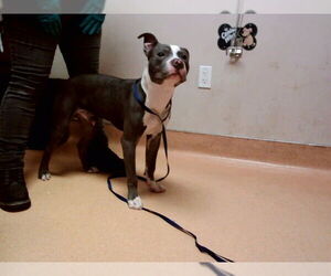 Mutt Dogs for adoption in Martinez, CA, USA