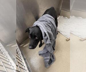 American Staffordshire Terrier Dogs for adoption in Fort Lauderdale, FL, USA