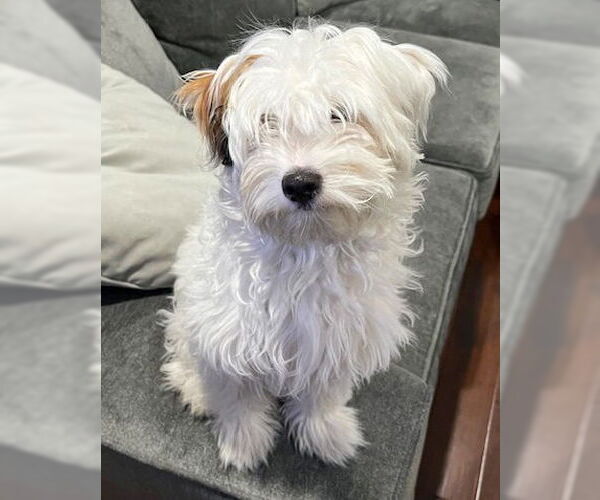 Medium Photo #7 Maltipoo Puppy For Sale in Corona, CA, USA